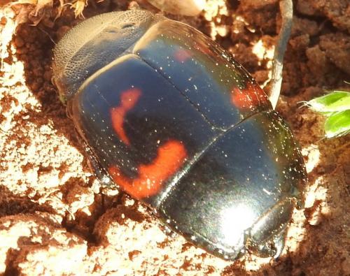 Hister quadrimaculatus